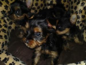 vand yorkshire terrier toy