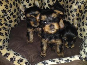 vand yorkshire terrier toy