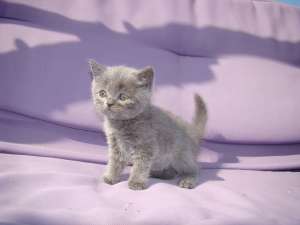 Vand British shorthair - exemplar deosebit !