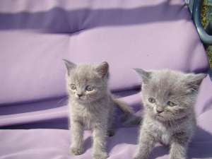 Vand British shorthair - exemplar deosebit !
