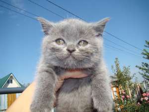 Vand British shorthair - exemplar deosebit !
