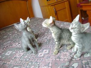 motanei pentru adoptie