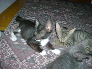 motanei pentru adoptie