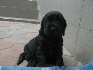 Vand English Cocker Spaniel cu pedigree de tip A