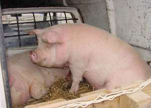 porci