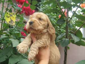 Vand English Cocker Spaniel cu pedigree de tip A