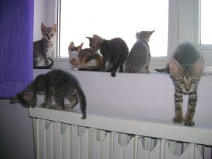motanei pentru adoptie