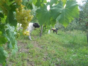 V�ND POMI FRUCTIFERI RADAUTI,           SUCEAVA
