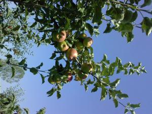 V�ND POMI FRUCTIFERI RADAUTI,           SUCEAVA