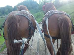 Cal de tractiune semigreu