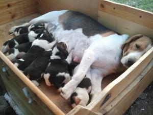 catei beagle