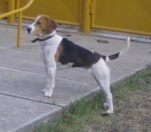 catei beagle