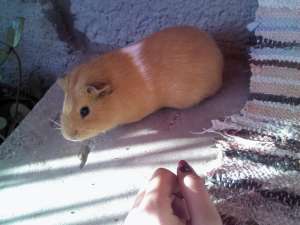Vand porcusori de guineea
