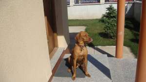 Vand caine de vanatoare - Vijla Maghiara - 1 an Dresat exceptional pentru Fazan si alte pasari ,  ca