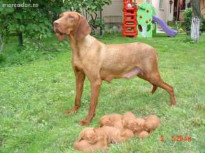 Pui de vizsla maghiara pedigree tip A