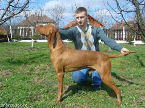 Pui de vizsla maghiara pedigree tip A