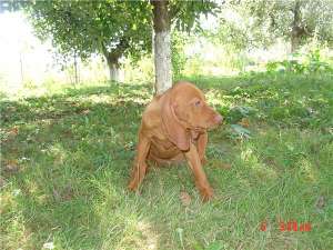 Pui de vizsla maghiara pedigree tip A
