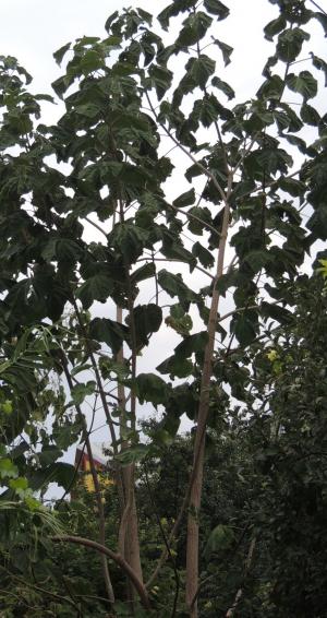 Paulownia ELONGATA / TOMENTOSA puiet 20 cm - octombrie 2013