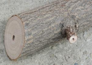 Paulownia ELONGATA / TOMENTOSA puiet 20 cm - octombrie 2013