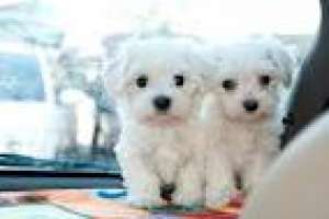 bichon,  schitzu