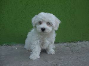 Bichon Maltese