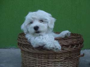 Bichon Maltese