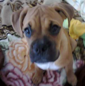 Vand pui BOXER