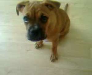 Vand pui BOXER