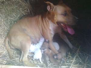 Vand catei Amstaff