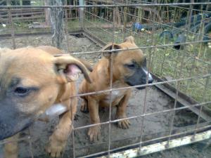 Vand pui amstaff