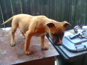 Vand pui amstaff