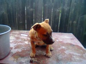 Vand pui amstaff