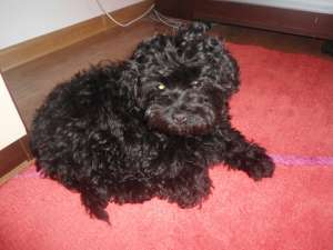 vand catel caniche 3 luni