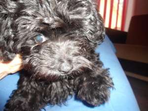 vand catel caniche 3 luni