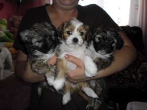 VAND BICHON HAVANEZ