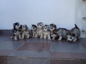 Vand HUSKY SIBERIAN