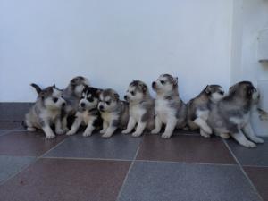 Vand HUSKY SIBERIAN