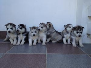 Vand HUSKY SIBERIAN