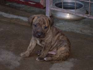 catei PRESA CANARIO de vanzare