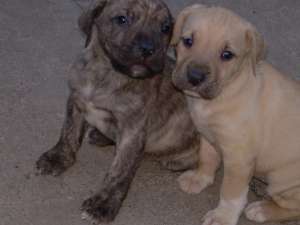 catei PRESA CANARIO de vanzare