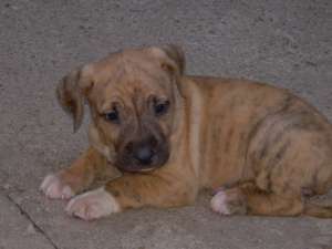 catei PRESA CANARIO de vanzare