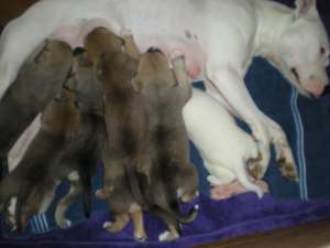 Vand pui de amstaff