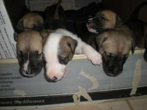 Vand pui de amstaff