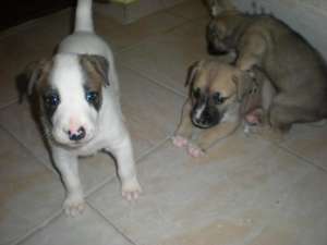 Vand pui de amstaff