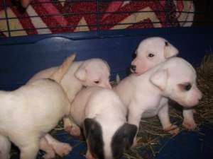 Pui jack  russel terrier