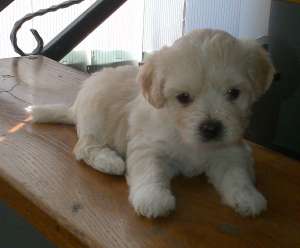 Bichon Havanez 2 luni