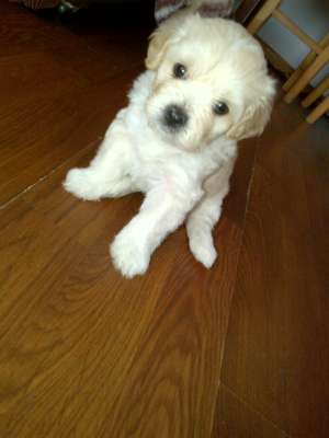 Bichon Havanez 2 luni