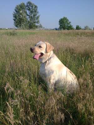 Femela labrador pentru monta