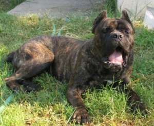 Pui cane corso de exceptie