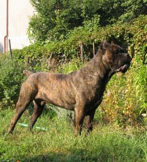 Pui cane corso de exceptie